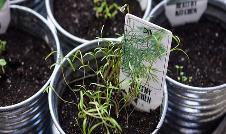 Pots of herbs